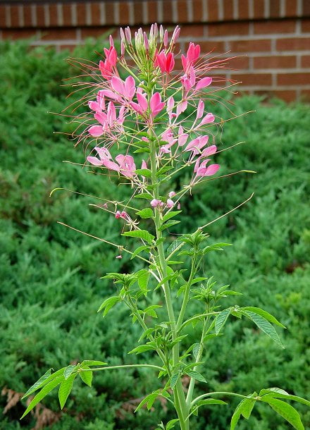 Paukov cvijet / Kleoma / Mačji brk / Cleome spinosa