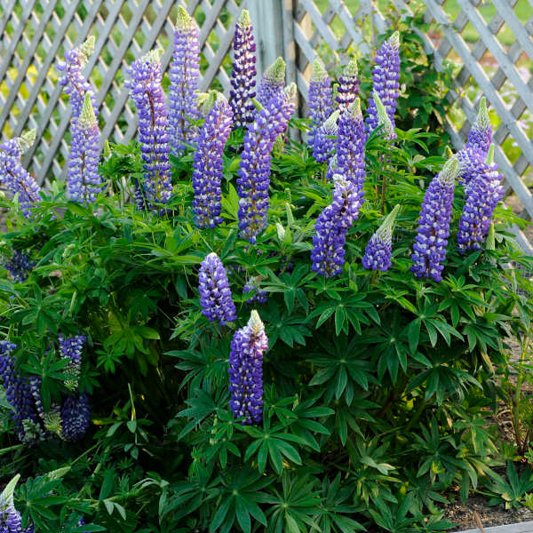 Lupinus Plavi / Vučika / Lupinus Polyphyllus (Blue)