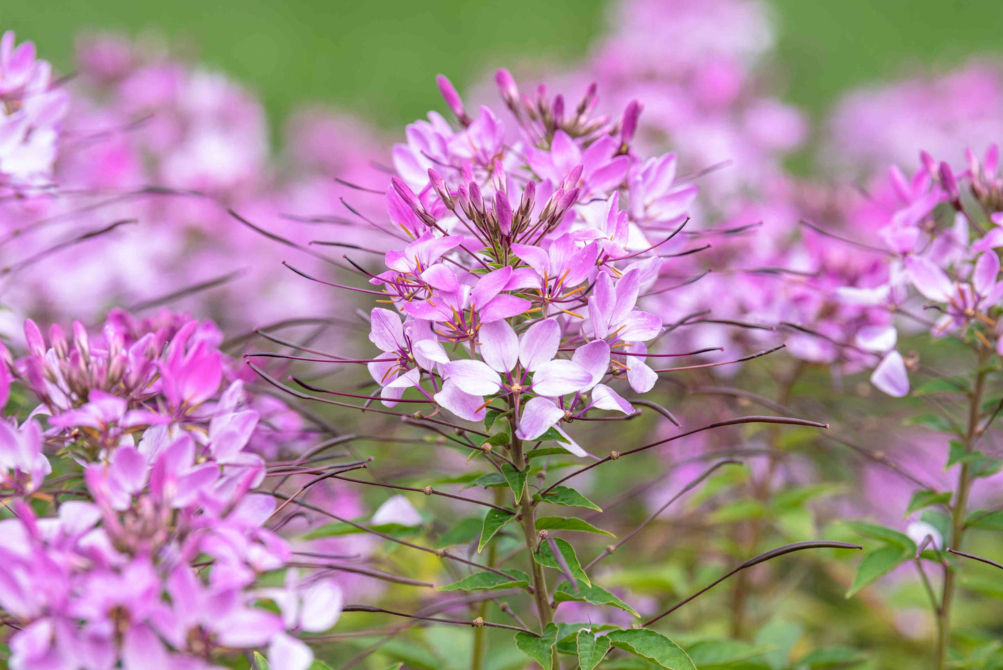 Paukov cvijet / Kleoma / Mačji brk / Cleome spinosa