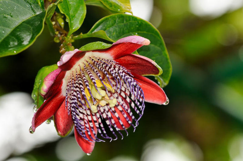 Passiflora alata Red /  Krilati Crvena pasiflora - Sjeme